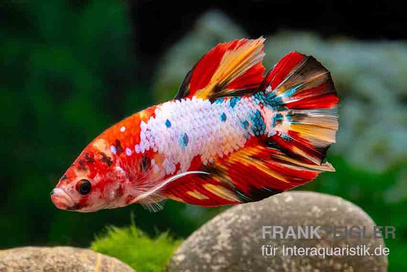 Kampffische Betta Splendens Als Crown Tail Halfmoon Oder Long Tail Kaufen