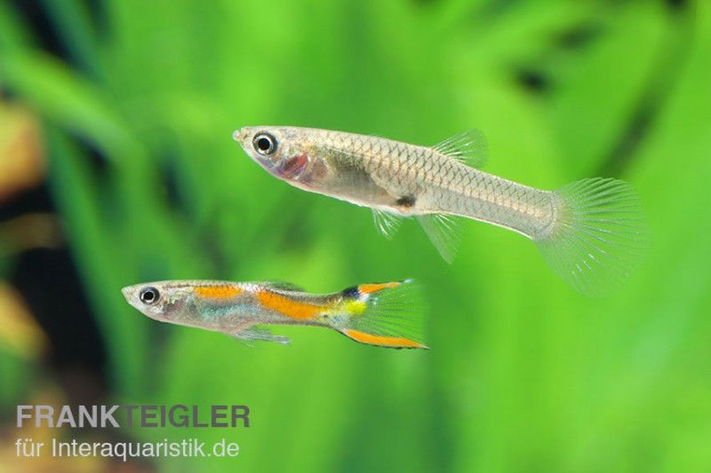 Endler Guppy Poecilia Wingei Minifisch Kaufen