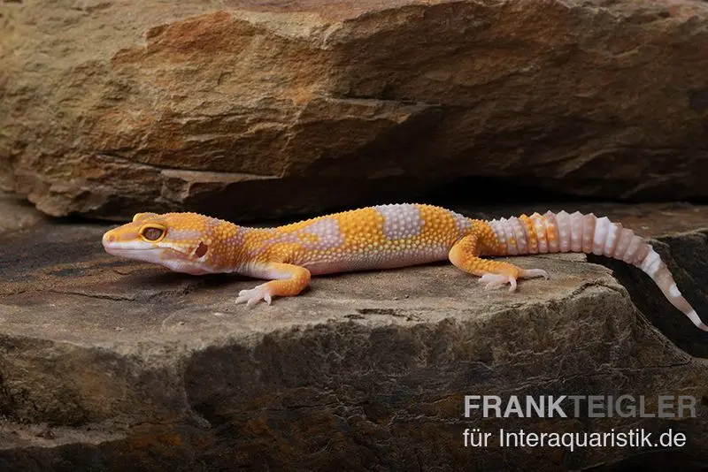 Leopardgecko, Eublepharis macularius, TREMPER ALBINO TANGERINE