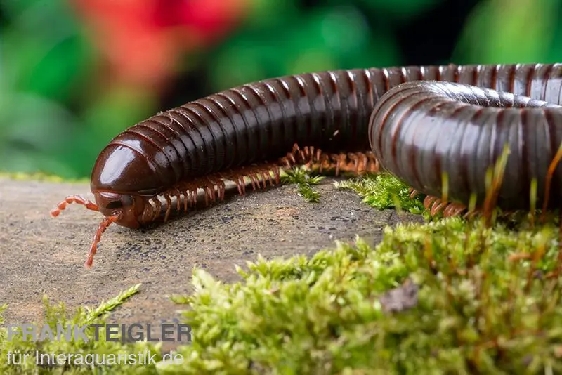 Red Legged Millipede, Spirostreptus sp. Red Legged Nigeria