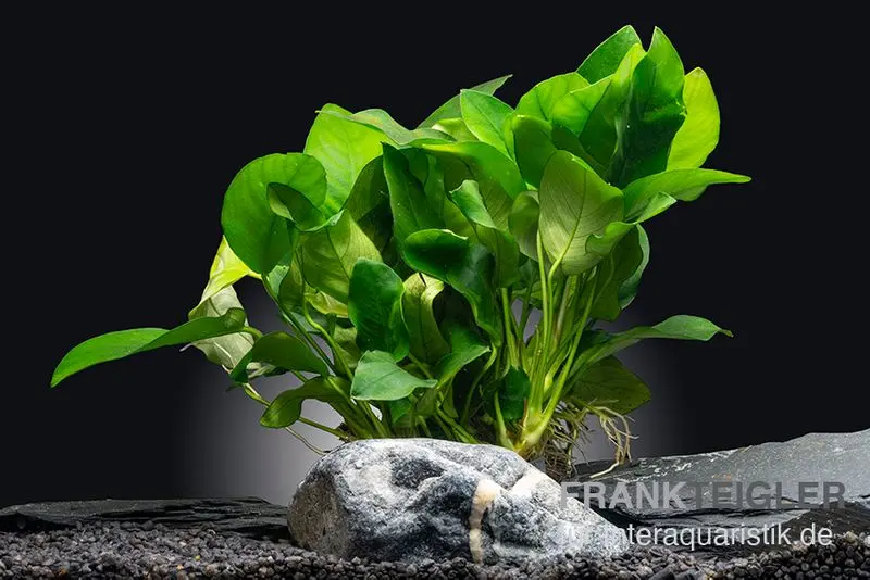 Bigfoot-Zwergspeerblatt, Anubias barteri var. nana "Bigfoot", XL-Topf, Mutterpflanze