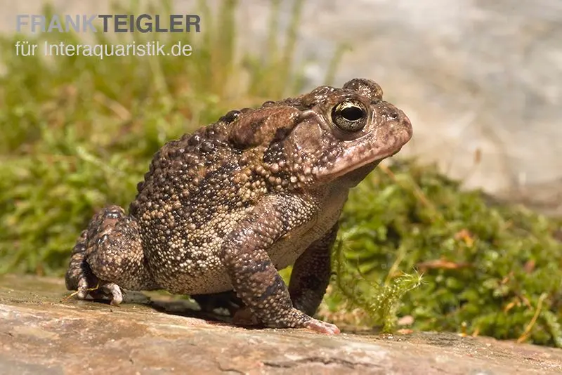 Floridakröte, Bufo terrestris