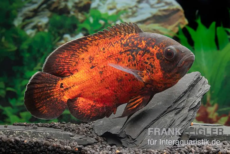 Roter Oscar, Pfauenaugenbuntbarsch, Astronotus ocellatus