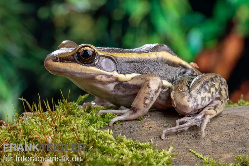 Galam Weißlippen-Frosch, Amnirana galamensis