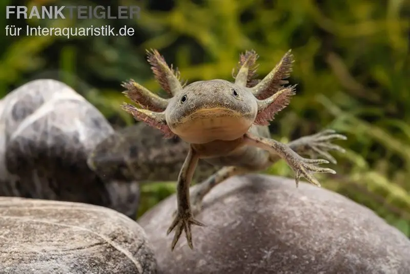 Axolotl naturfarben, Ambystoma mexicanum