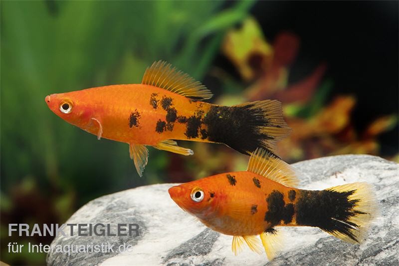 Schwertträger Marmor orange, Xiphophorus helleri, Trio (1 Männchen + 2 Weibchen)