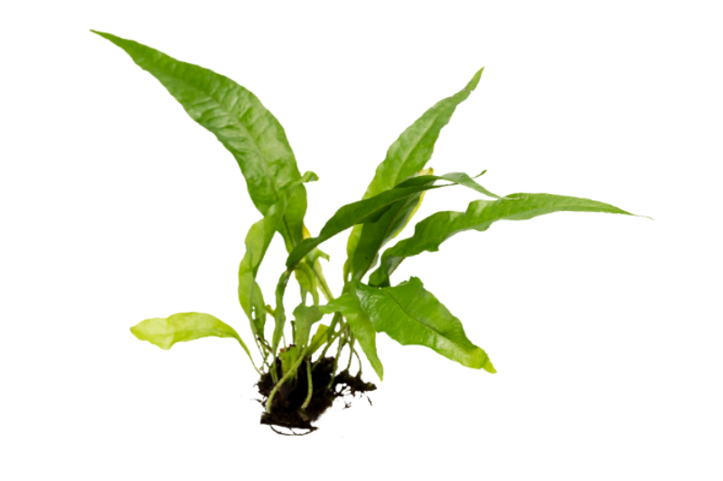 Javafarn, Microsorum pteropus, XXL-Pflanze, Mutterpflanze