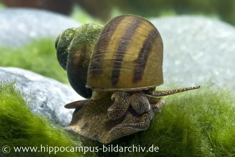 Sumpfdeckelschnecke, Viviparus viviparus (Kaltwasser & Warmwasser)