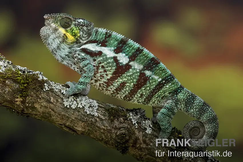 Pantherchamäleon, Furcifer pardalis