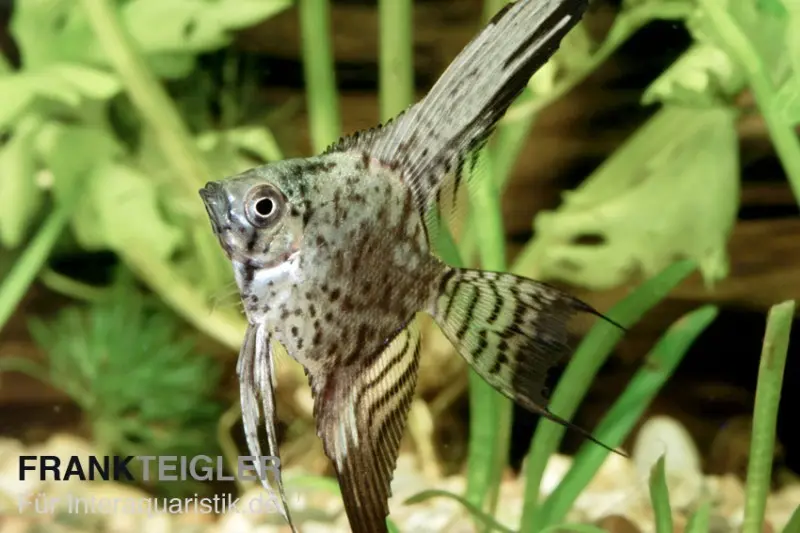 Leopard-Skalar, Pterophyllum scalare