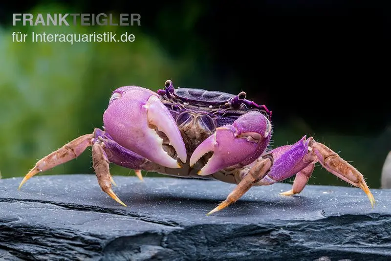 Lila Spider Crab, Neosarmatium sp. Purple