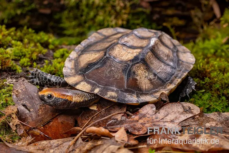 Plattschildkröte, Platemys platycephala