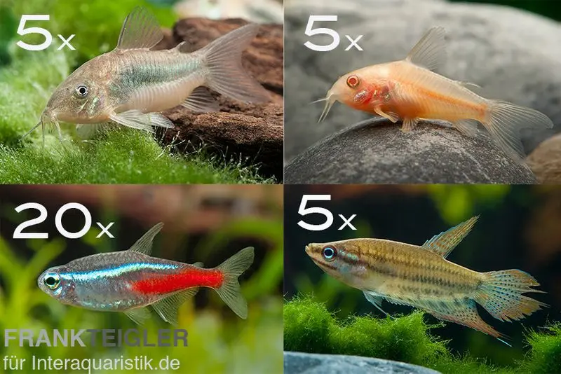 Zierfisch-Sortiment Einsteiger für 100 cm