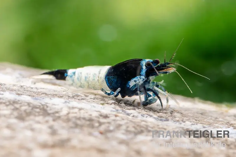 Mosura King Kong Garnele, Caridina spec. (Taiwan Bee)