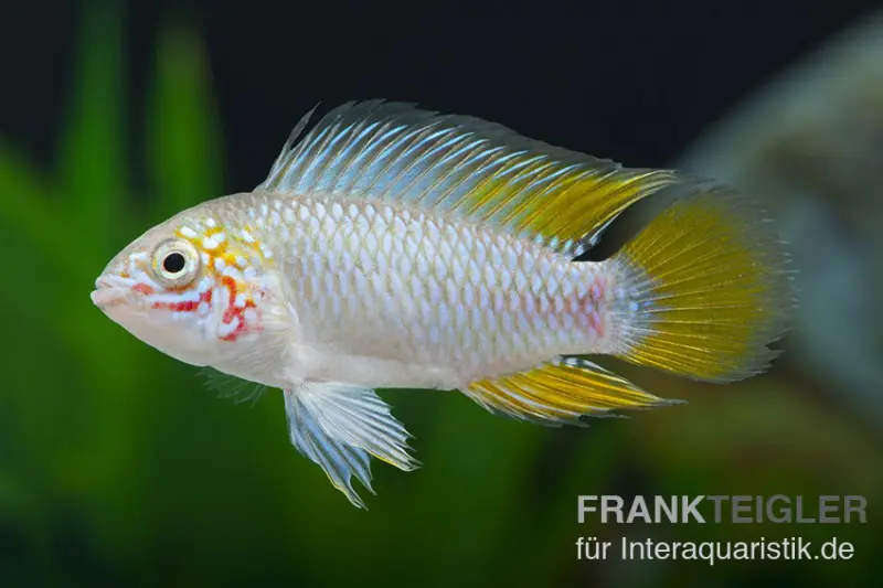 Opal-Apistogramma, Apistogramma borelli "Opal", paarweise