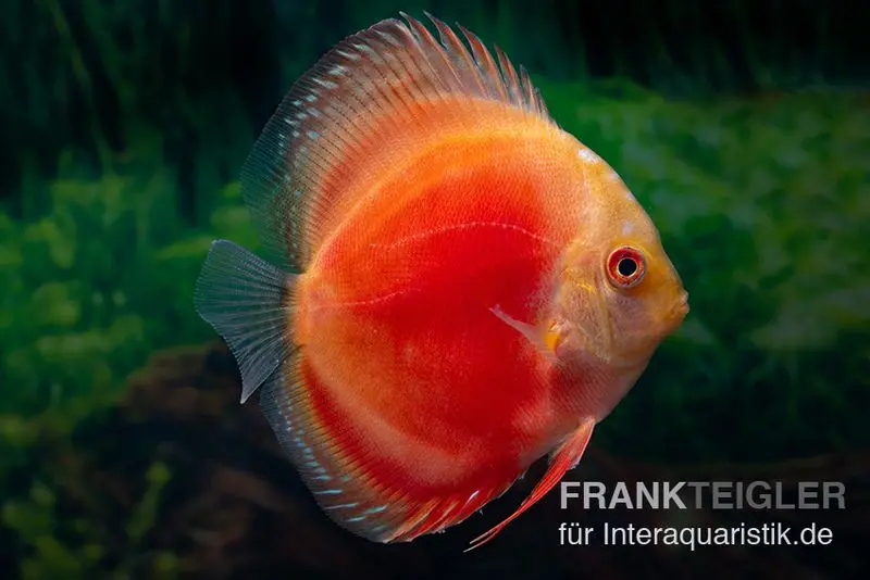 Diskusfisch ASIA-NZ, Symphysodon discus Marlboro Red