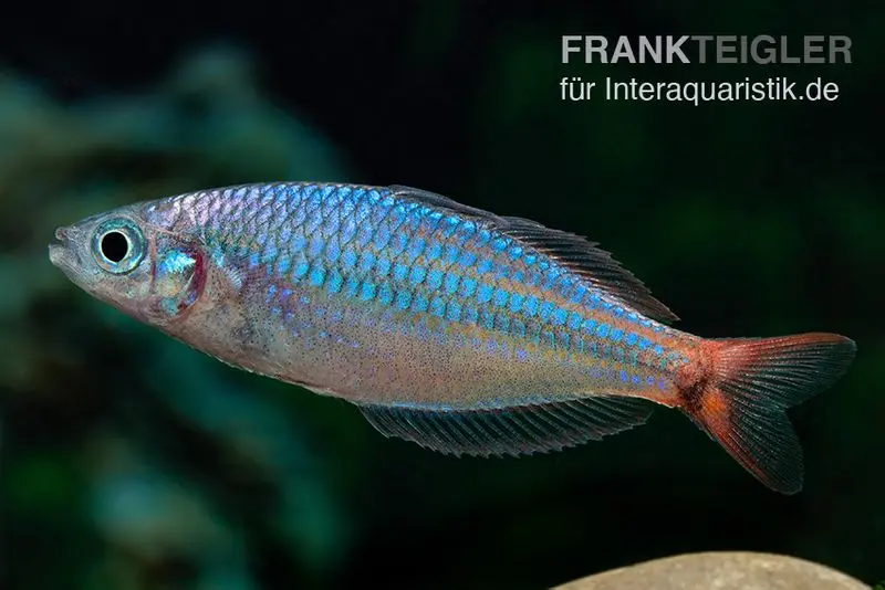 Red Laser Regenbogenfisch, Melanotaenia rubrivittata