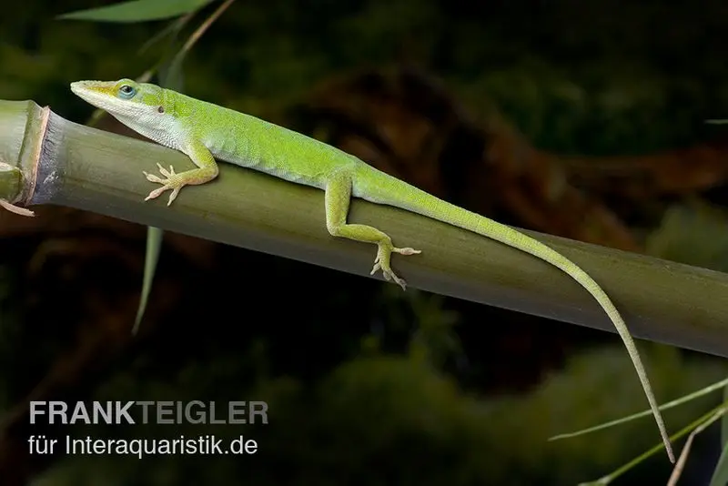 Rotkehlanolis, Anolis carolinensis