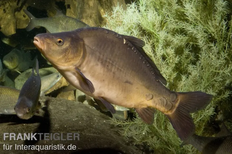 Spiegelkarpfen, Cyprinus carpio (Kaltwasser)