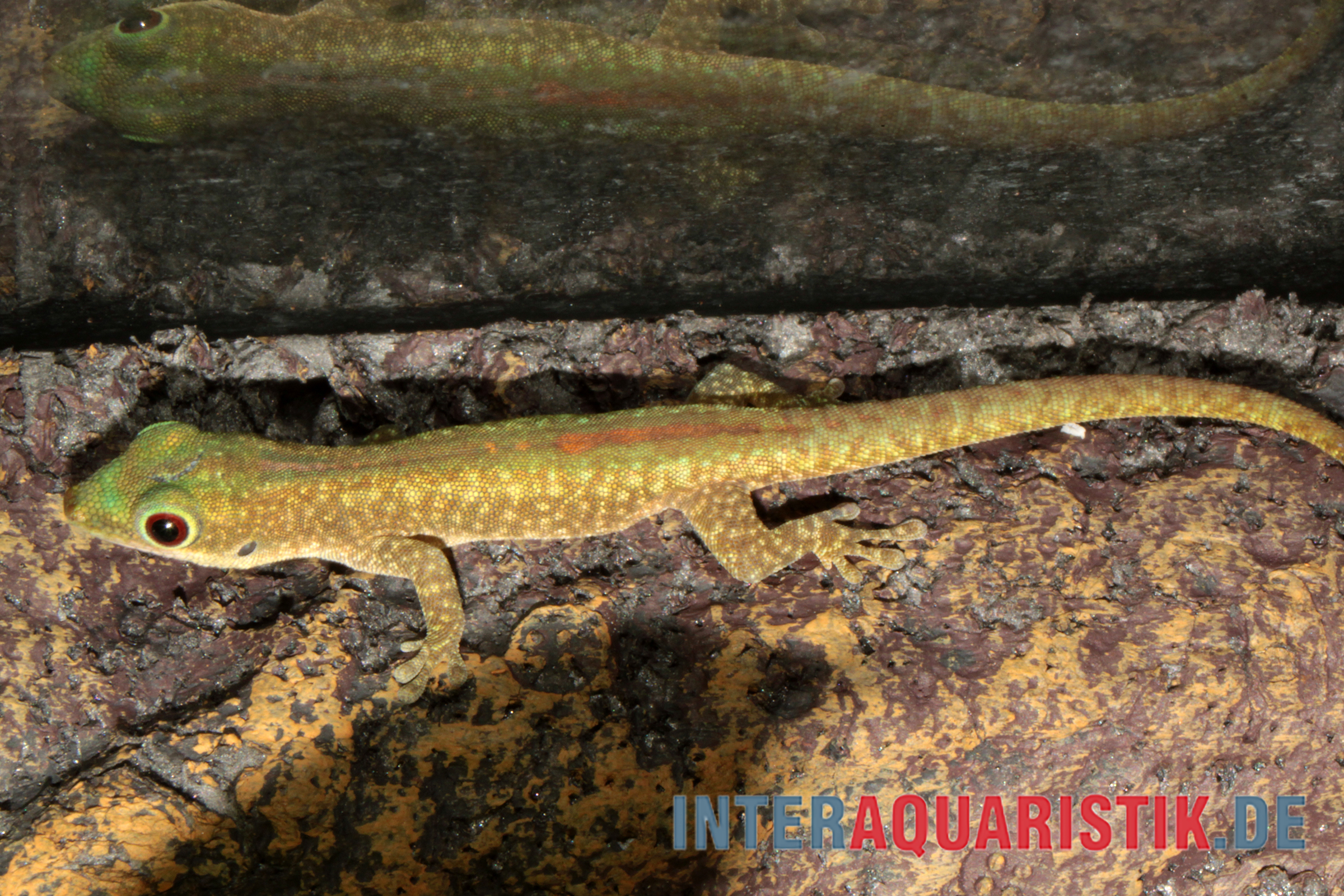 Blauer Taggecko, Phelsuma robertmertensi