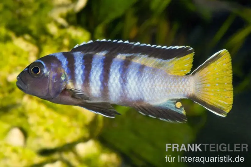 Schmalbarsch, Pseudotropheus elongatus