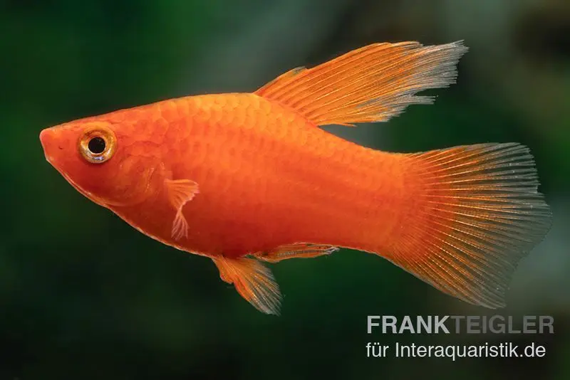 Roter Korallenplaty Hochflosse, Xiphophorus maculatus