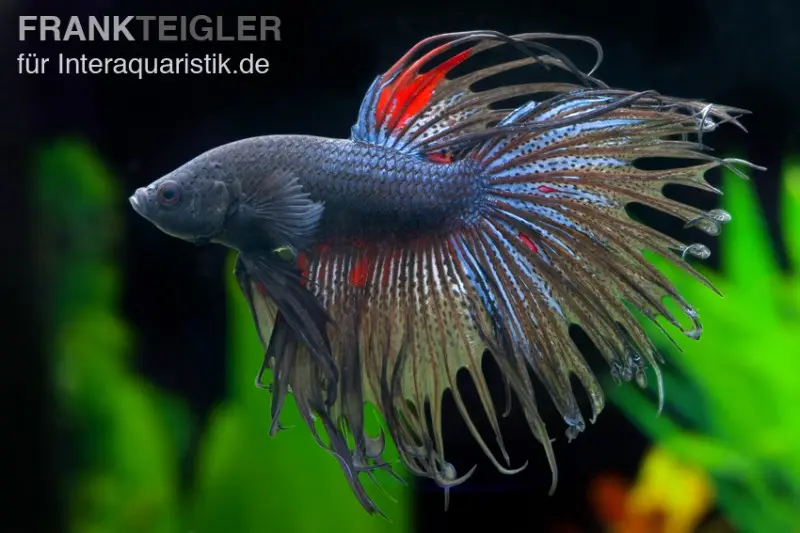 Crown Tail Kampffisch schwarz, Männchen, Betta splendens