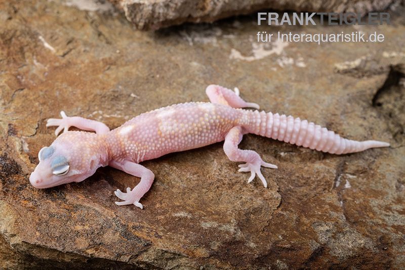 Leopardgecko, Eublepharis macularius, TREMPER ALBINO MACK SNOW RAPTOR