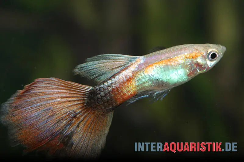 Guppy Queen Red, Poecilia reticulata, Männchen