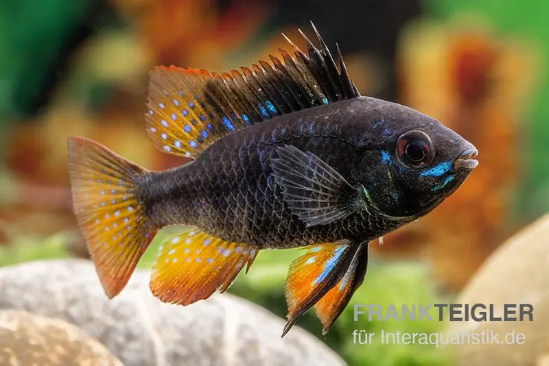 Schwarzer Schmetterlingsbuntbarsch, XL Microgeophagus ramirezi "Black"