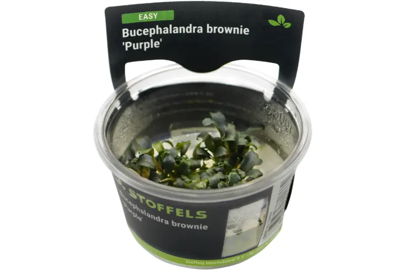 Bucephalandra brownie "Purple", In Vitro