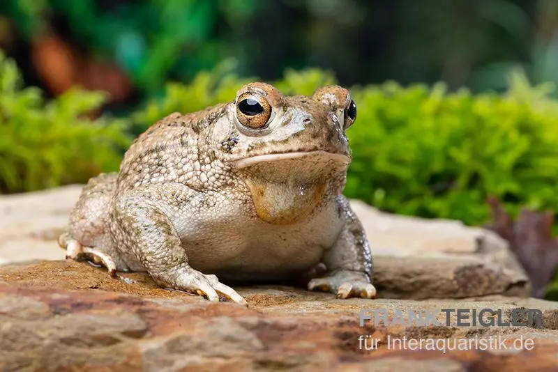 Texaskröte, Anaxyrus speciosus