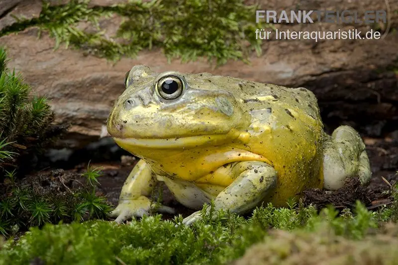 Afrikanischer Ochsenfrosch, Pyxicephalus adspersus