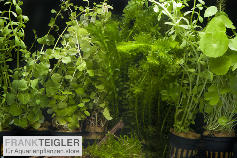Aquarienpflanzen-Sortiment "Kaltwasser" für 80 cm Aquarium, Aquarienpflanzen-Set