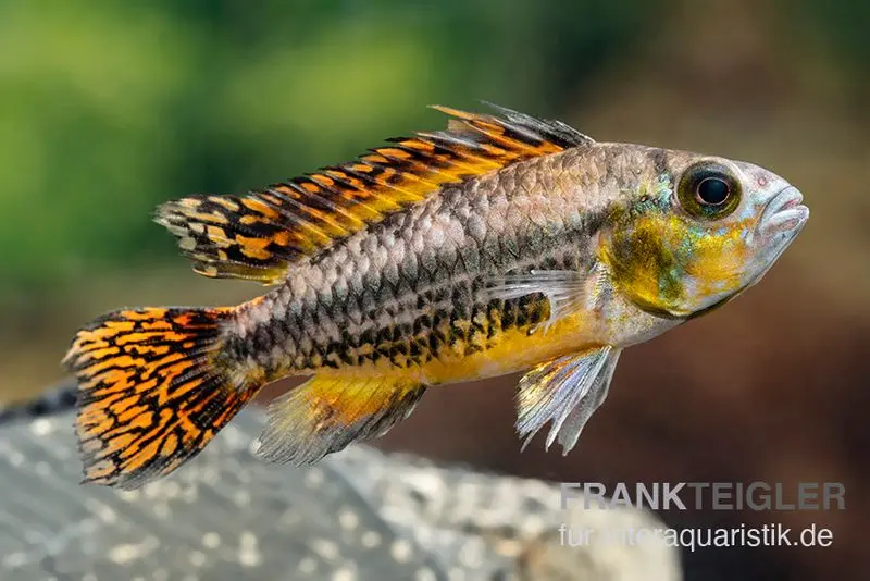 Kakaduzwergbuntbarsch rot, Apistogramma cacatuoides, paarweise