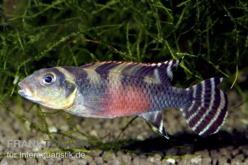 Transvestiten-Zwergbuntbarsch, Nanochromis transvestitus