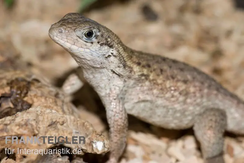 Rollschwanzleguan, Leiocephalus carinatus