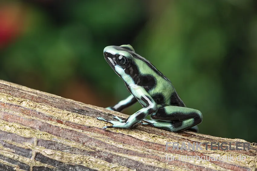 Goldbaumsteiger, Dendrobates auratus "Cahuita"