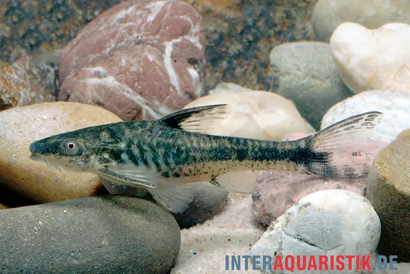 Arnolds Ohrgitterharnischwels, Otocinclus arnoldi