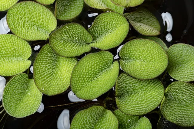 Kleiner Büschelfarn, Salvinia auriculata, im Becher