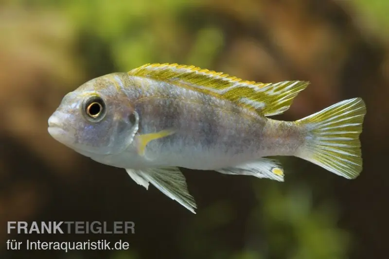 Perlmutt-Labidochromis, Labidochromis spec. Perlmutt, DNZ