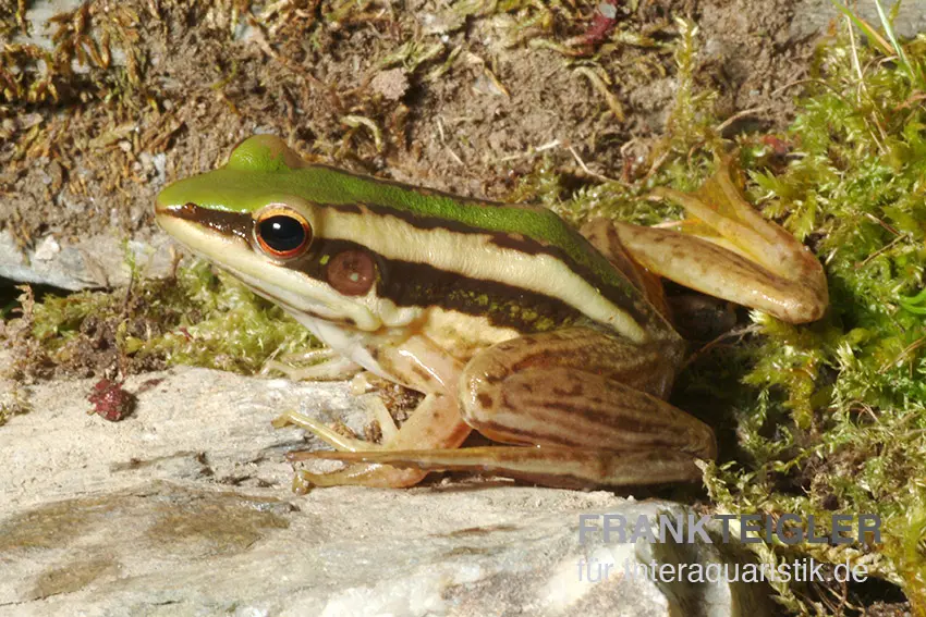 Rotohrfrosch, Hylarana erythraea