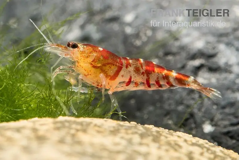 TiBee-Garnele rot, Tigerbiene, Caridina spec.