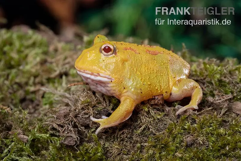 Pikachu-Pacman-Frog, Ceratophrys cranwelli Pikachu