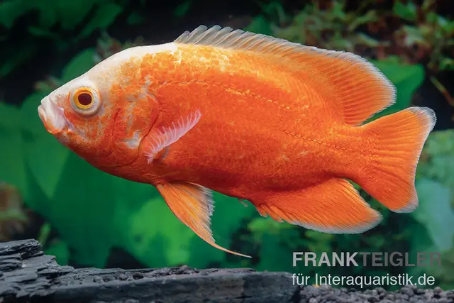 Pfauenaugenbuntbarsch "Red Chili", Astronotus ocellatus