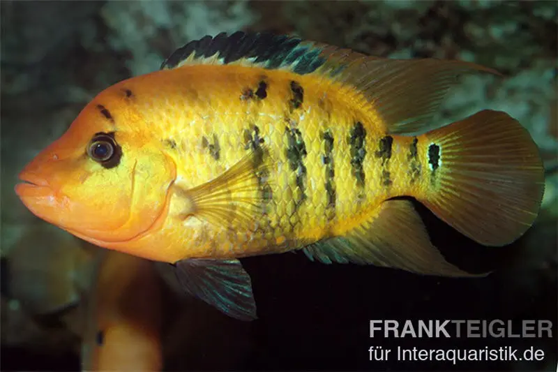 Roter Ecuadorbuntbarsch, Cichlasoma festae