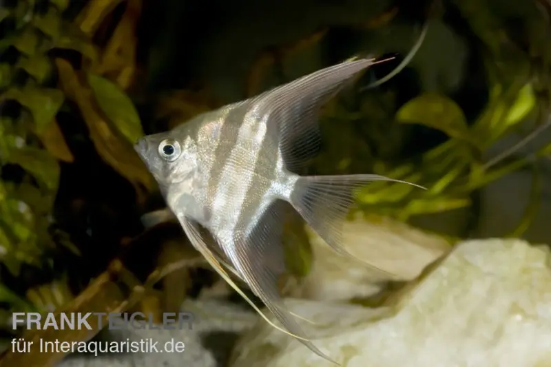 Echter Altum-Skalar, Pterophyllum altum