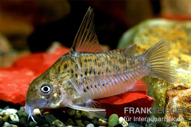 Xingu Panzerwels, Corydoras xinguensis