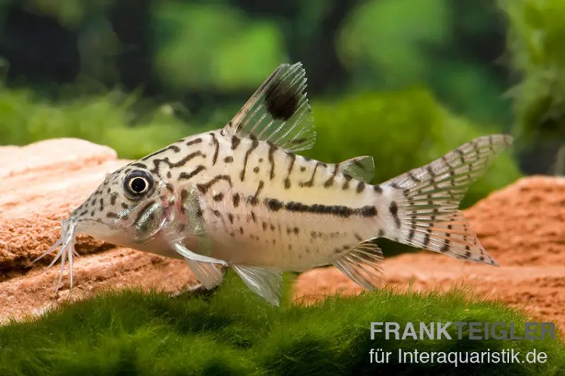 Leopardpanzerwels, Corydoras leopardus