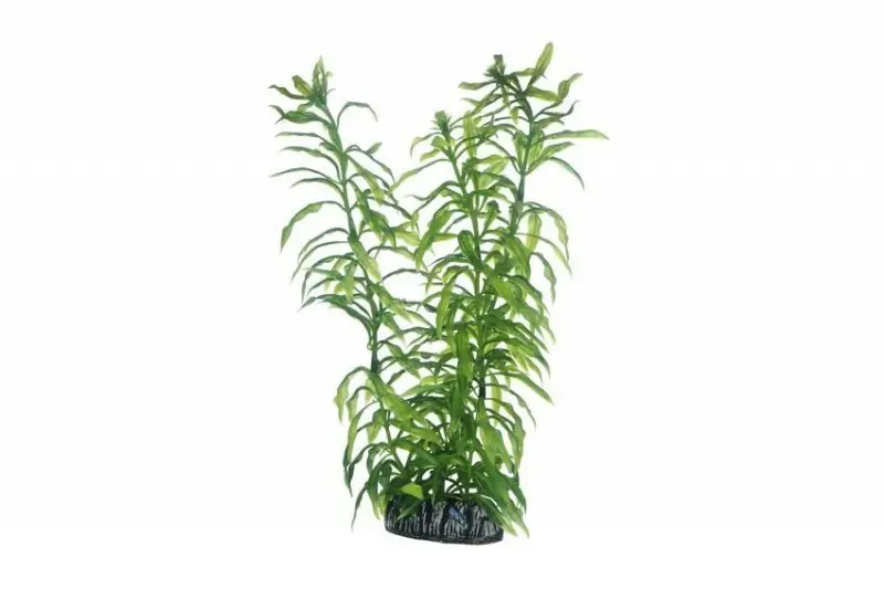 Hobby Heteranthera, 25 cm